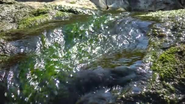 Fast Flowing Water Stream Overgrown Green Algae Produce Oxygen — Vídeo de Stock