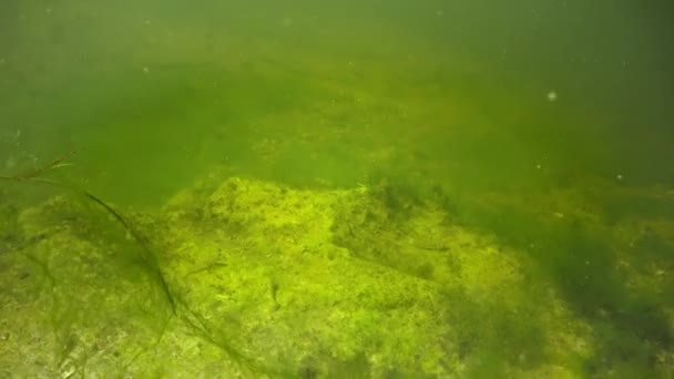 緑の藻の間で池の若いカエルのオタマジャクシ — ストック動画