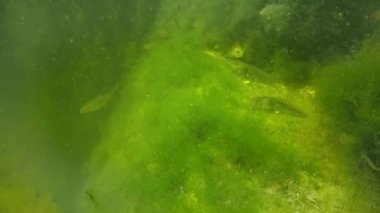 Kurbağa yavrularını, yeşil algler arasında bir havuzda genç kurbağalar