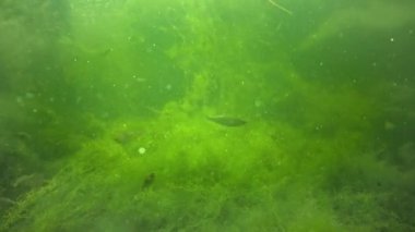 Kurbağa yavrularını, yeşil algler arasında bir havuzda genç kurbağalar