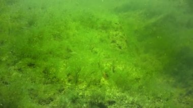 Kurbağa yavrularını, yeşil algler arasında bir havuzda genç kurbağalar