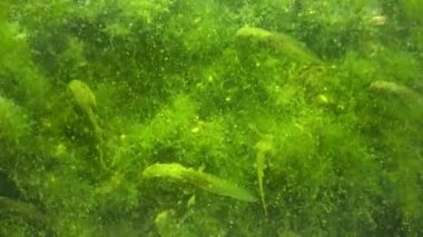 Kurbağa yavrularını, yeşil algler arasında bir havuzda genç kurbağalar