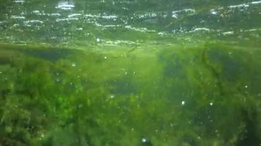 Quickly flowing water in the creek, in which green algae crumble