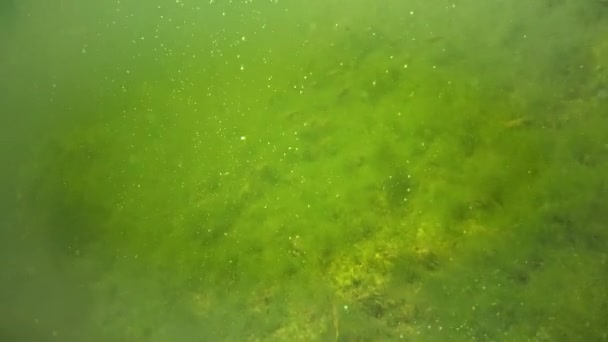 Kikkervisjes Jonge Kikkers Een Vijver Onder Groene Algen — Stockvideo
