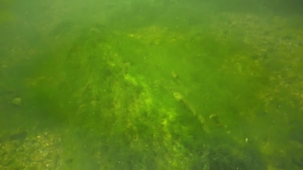 Tadpole Rãs Jovens Uma Lagoa Entre Algas Verdes — Vídeo de Stock