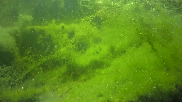 Tadpole Rãs Jovens Uma Lagoa Entre Algas Verdes — Vídeo de Stock