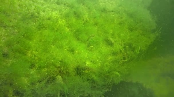 Γυρίνους Νέος Βατράχια Μια Λίμνη Μεταξύ Πράσινα Φύκια — Αρχείο Βίντεο