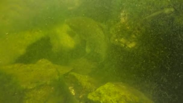湖に大きな魚フナ — ストック動画