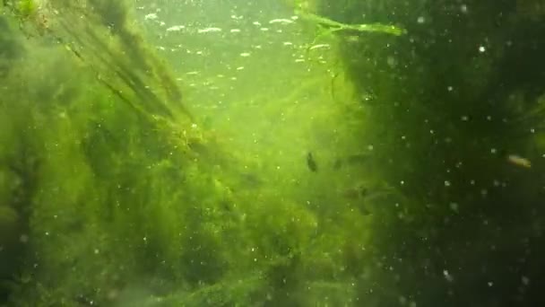 Швидко Тече Вода Струмку Якій Зелені Водорості Розсипаються Маленькі Риби — стокове відео