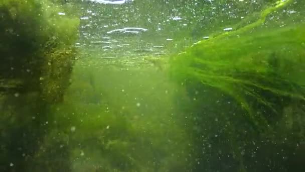 快速流动的水 在小河 在这绿色的水藻崩溃 小鱼儿游 — 图库视频影像