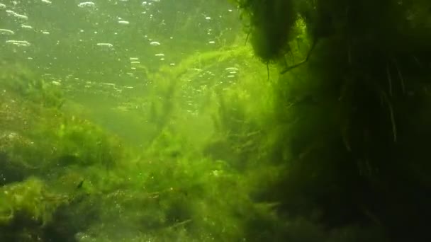 すぐに流れる水 緑の藻が崩れる 小さな魚が泳ぐ小川 — ストック動画
