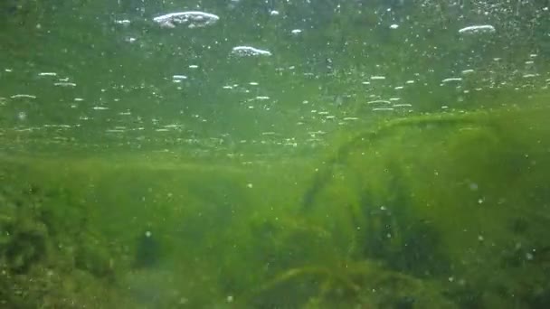 Schnell Fließendes Wasser Bach Dem Grünalgen Zerbröseln Kleine Fische Schwimmen — Stockvideo