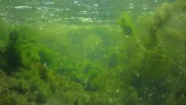 Quickly Flowing Water Creek Which Green Algae Crumble — Video Stock