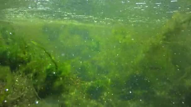 Быстро Текущая Вода Ручье Которой Рассыпаются Зеленые Водоросли Плавают Маленькие — стоковое видео