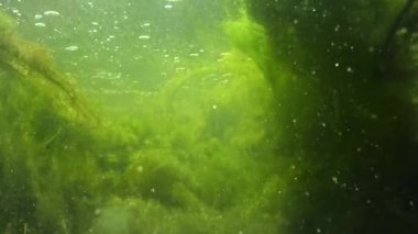 Quickly flowing water in the creek, in which green algae crumble
