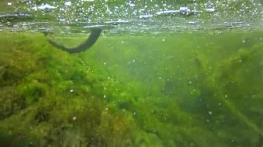 Quickly flowing water in the creek, in which green algae crumble