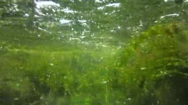 Quickly flowing water in the creek, in which green algae crumble