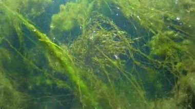Quickly flowing water in the creek, in which green algae crumble