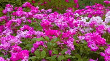 Blooming rose bushes against a background of blooming hibiscus, slider shot