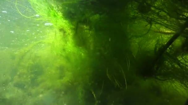Quickly Flowing Water Creek Which Green Algae Crumble — Vídeo de Stock