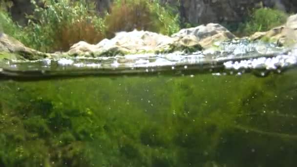 Quickly Flowing Water Creek Which Green Algae Crumble — Wideo stockowe