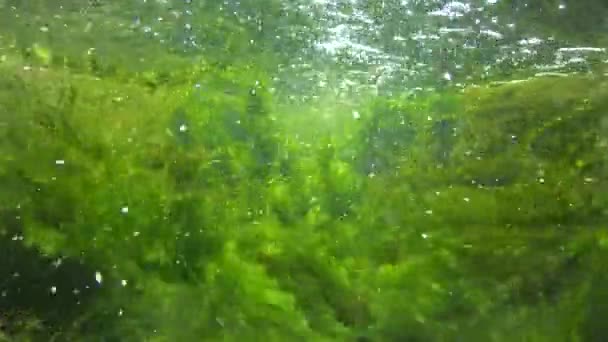 Quickly Flowing Water Creek Which Green Algae Crumble — Vídeos de Stock