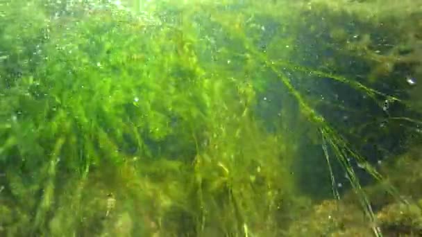 Quickly Flowing Water Creek Which Green Algae Crumble — Vídeo de stock