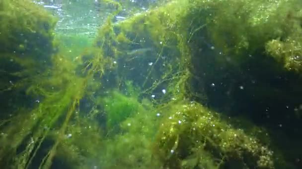 Quickly Flowing Water Creek Which Green Algae Crumble — Video Stock