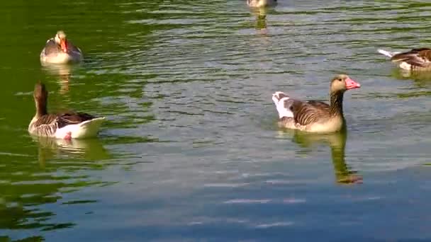 Gray Goose Swims Lake Reflection Water Ukraine — Stok Video