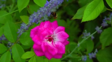 Little bumblebee collects nectar on flowers in the garden