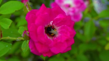 Close-up, beautiful rose flower in the garden, slider shot