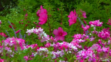 Blooming rose bushes against a background of blooming hibiscus, slider shot