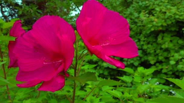 Two Blooming Red Garden Hibiscus Flowers Slider Shot — Wideo stockowe