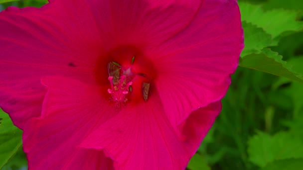 Two Blooming Red Garden Hibiscus Flowers Slider Shot — Stock video