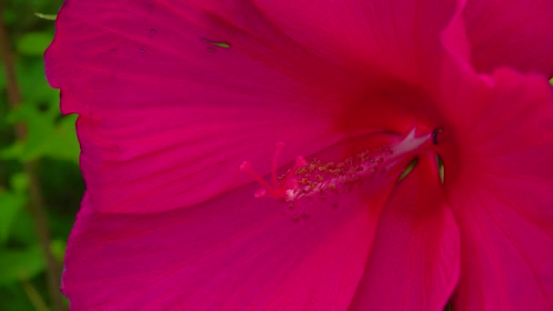 Small Wasp Bee Collects Nectar Flower Blooming Hibiscus — Videoclip de stoc
