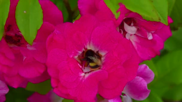 Small Bumblebee Collects Nectar Blooming Rose — Vídeos de Stock