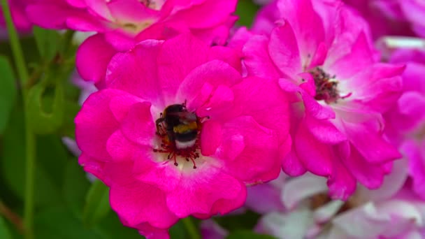Small Bumblebee Collects Nectar Blooming Rose — Vídeo de Stock