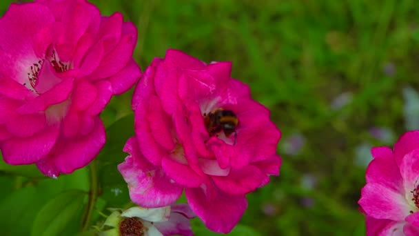 Small Bumblebee Collects Nectar Blooming Rose — Αρχείο Βίντεο