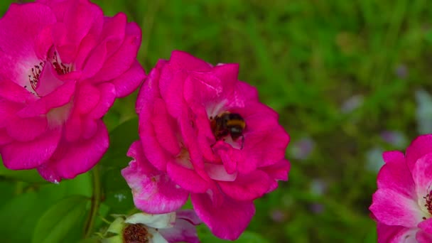 Small Bumblebee Collects Nectar Blooming Rose — Vídeos de Stock