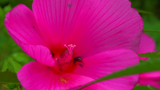 Small Beetle Oxythyrea Funesta Resting Petals Hibiscus Flower Garden — Vídeos de Stock