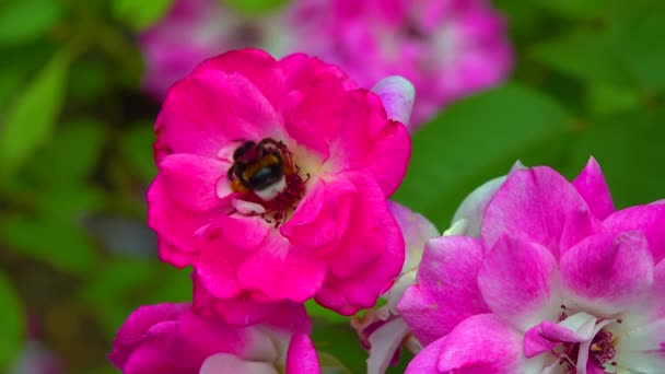 Small Bumblebee Collects Nectar Blooming Rose — Vídeo de Stock