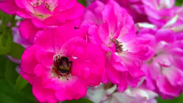 Small Bumblebee Collects Nectar Blooming Rose — Αρχείο Βίντεο