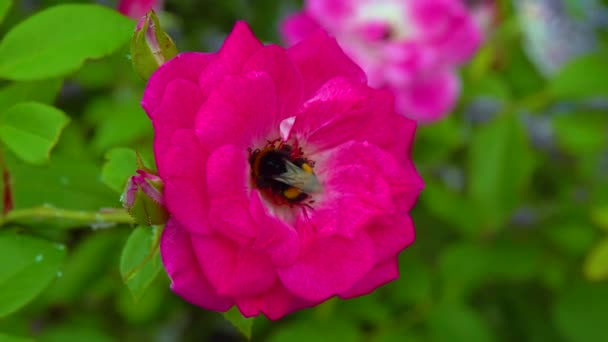 Close Beautiful Rose Flower Garden Slider Shot — стоковое видео