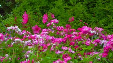 Blooming rose bushes against a background of blooming hibiscus, slider shot