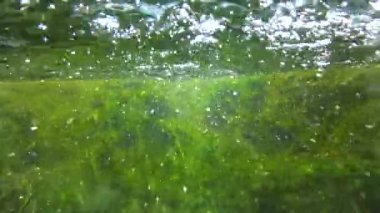 Quickly flowing water in the creek, in which green algae crumble