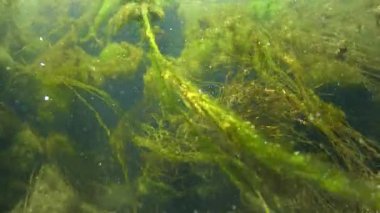 Quickly flowing water in the creek, in which green algae crumble