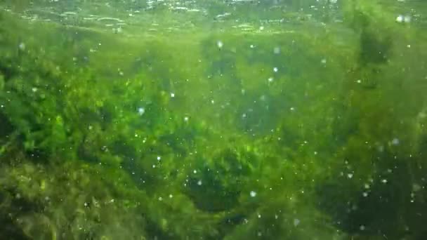 Quickly Flowing Water Creek Which Green Algae Crumble — стоковое видео