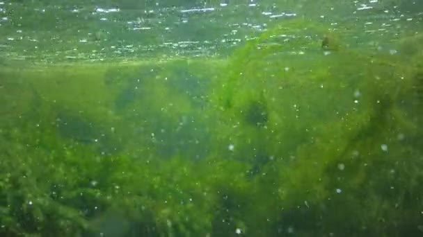 Quickly Flowing Water Creek Which Green Algae Crumble — Vídeos de Stock