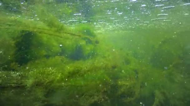 Quickly Flowing Water Creek Which Green Algae Crumble — Stock video