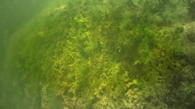 Freshwater sponge (Ephydatia, Demospongiae, Spongilidae) on rocks in a flowing pond
